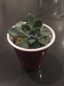 Succulents in a red solo cup shotglass