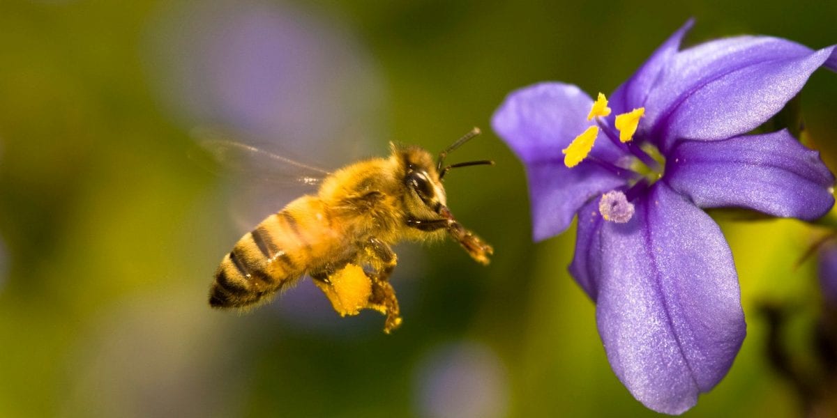 bees-flower