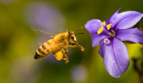 bees-flower