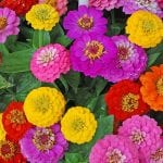 zinnia-flowers-mixed-flowers
